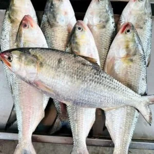 ১০ পিস ৫ কেজি =১৭০০ টাকা